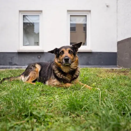 Fuer Mensch & Hund Mit Grosser Terrasse Apartamento *