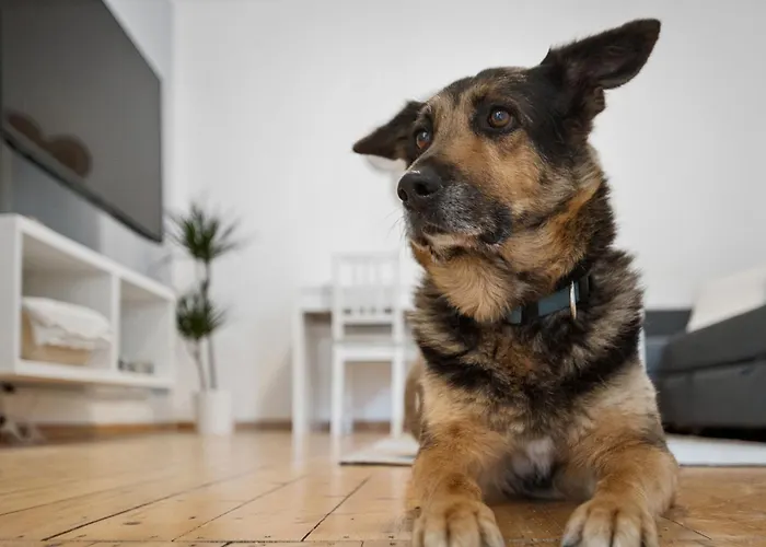 Ferienhaus Andernach Mit Garten Hunde Willkommen Grosse Terrasse Daire Andernach