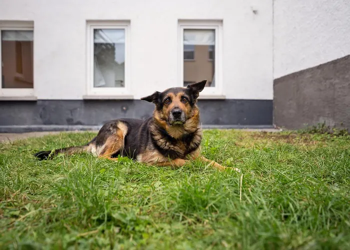 Ferienhaus Andernach Mit Garten Hunde Willkommen Grosse Terrasse Daire *